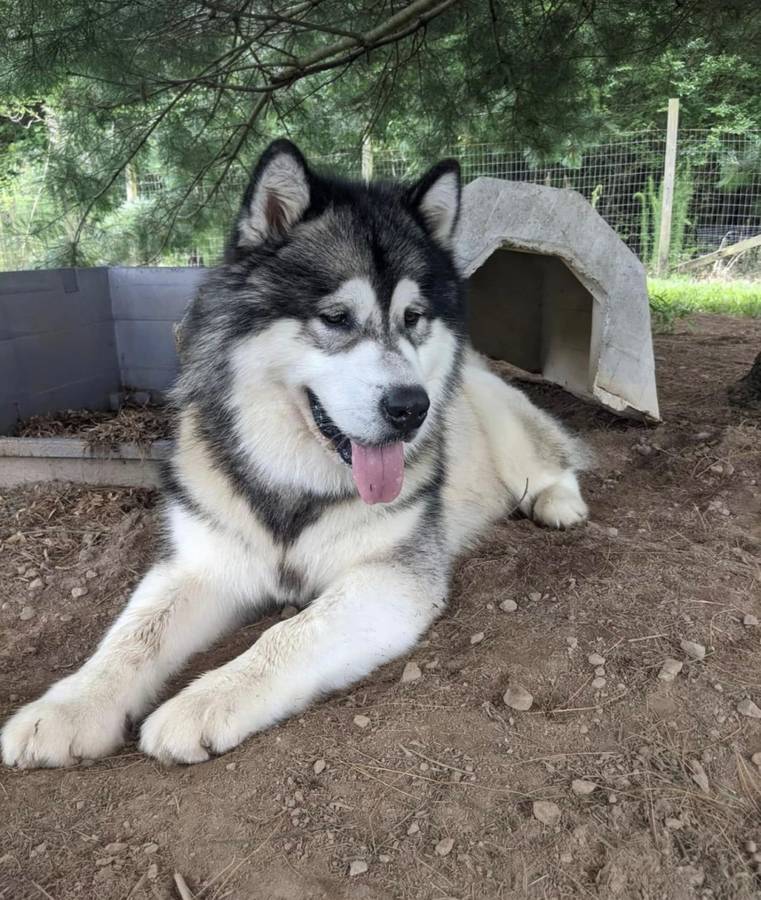 What type of dog is a Alaskan Malamute?