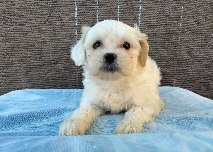 Maltipoo: The Hypoallergenic Hype and Beyond – Unveiling Pros and Cons
