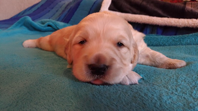Finding the Perfect Golden Retriever Puppy for Sale Near Me