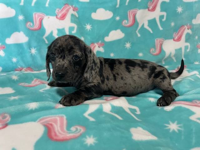 Dapple Dachshund Guide: Unique Coloring, Pricing Factors, Health Maintenance, and Genetics Explained