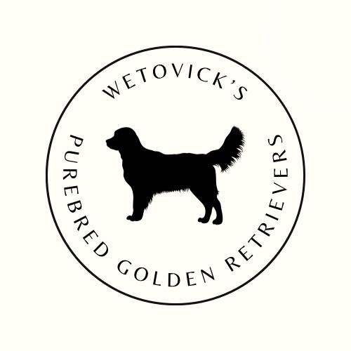 Wetovick Golden Retrievers