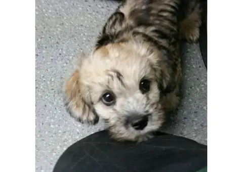3 Month Old Dandie Dinmont Terrier Puppies for Sale
