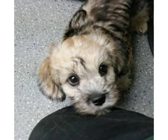 3 Month Old Dandie Dinmont Terrier Puppies for Sale - 1