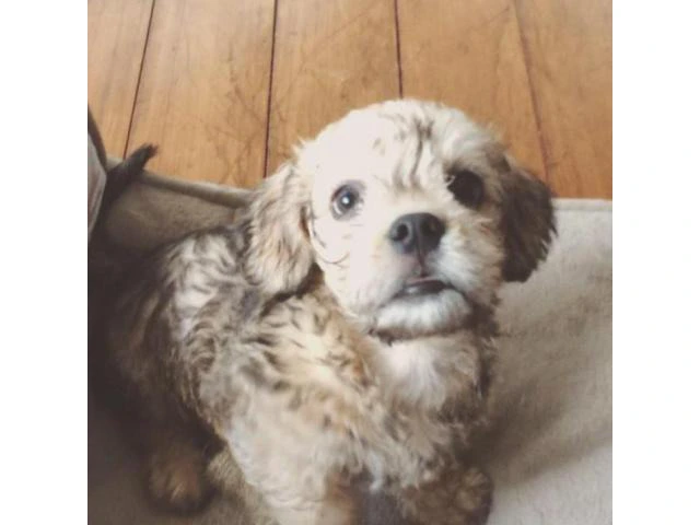 3 Month Old Dandie Dinmont Terrier Puppies for Sale - 2/3
