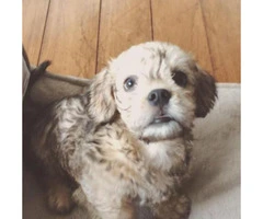 3 Month Old Dandie Dinmont Terrier Puppies for Sale - 2