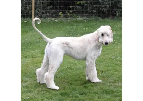 Afghan Hound Puppy for Sale Family Pet
