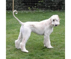 Afghan Hound Puppy for Sale Family Pet