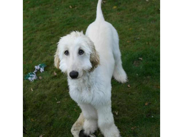 Afghan Hound Puppy for Sale Family Pet Alexandria