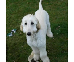 Afghan Hound Puppy for Sale Family Pet - 4