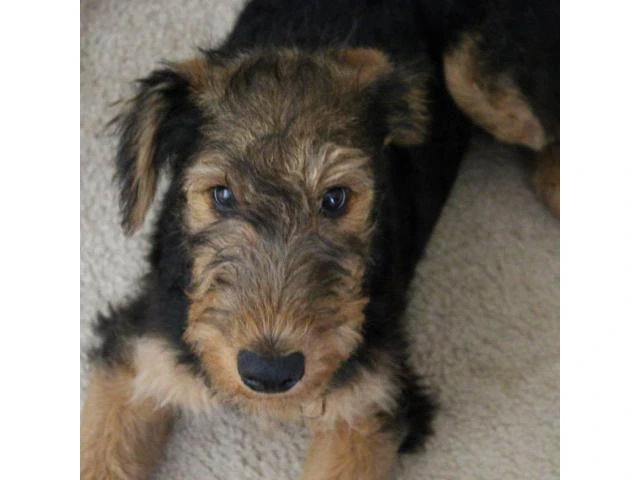 Airedale Terrier Puppies for Sale in Michigan - 1/5