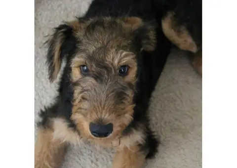 Airedale Terrier Puppies for Sale in Michigan