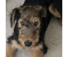 Airedale Terrier Puppies for Sale in Michigan - 1