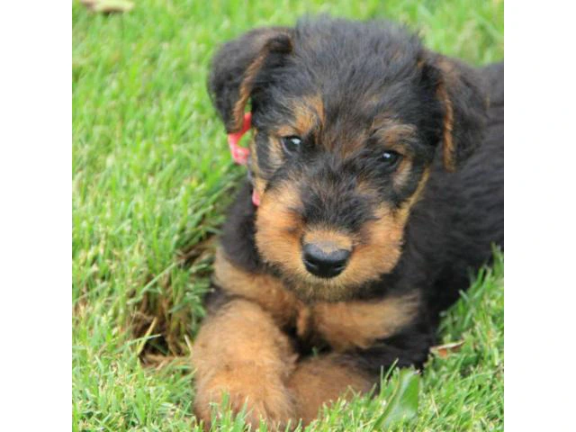 Airedale Terrier Puppies for Sale in Michigan - 2/5