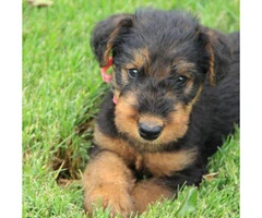 Airedale Terrier Puppies for Sale in Michigan - 2