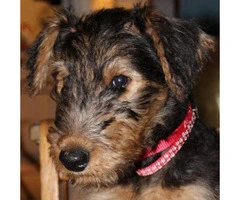 Airedale Terrier Puppies for Sale in Michigan - 3