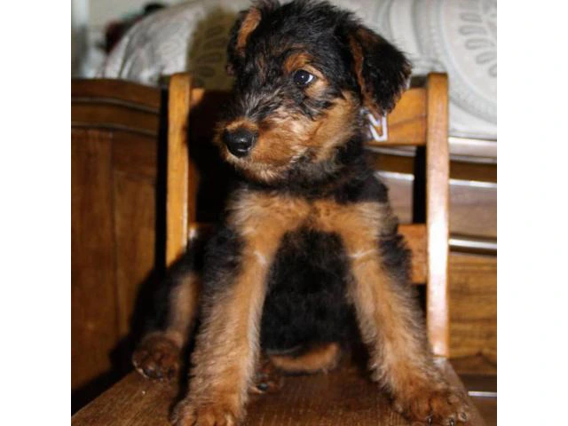 Airedale Terrier Puppies for Sale in Michigan - 4/5