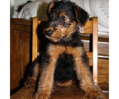 Airedale Terrier Puppies for Sale in Michigan - 4