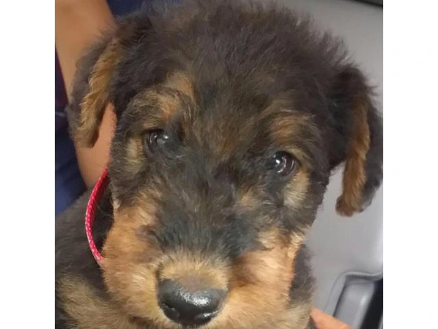 Airedale Terrier Puppies for Sale in Michigan - 5/5