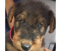 Airedale Terrier Puppies for Sale in Michigan - 5