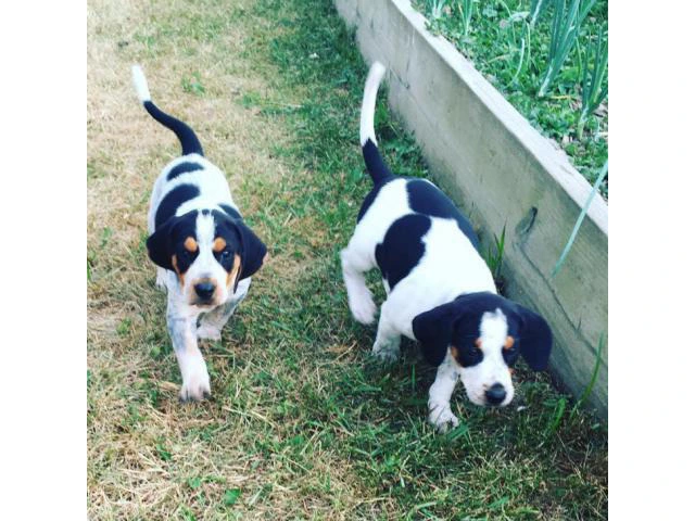 American English Coonhound Puppies for Sale - 1/2