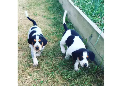 American English Coonhound Puppies for Sale