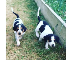 American English Coonhound Puppies for Sale - 1