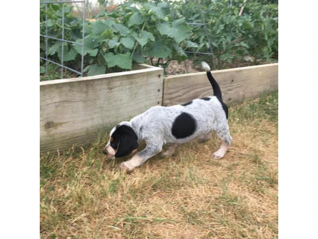 American English Coonhound Puppies for Sale - 2/2