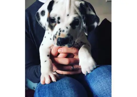 Dalmatian Puppies for Sale in NC