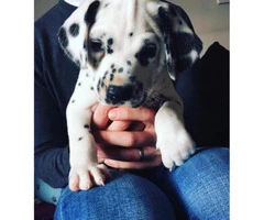 Dalmatian Puppies for Sale in NC