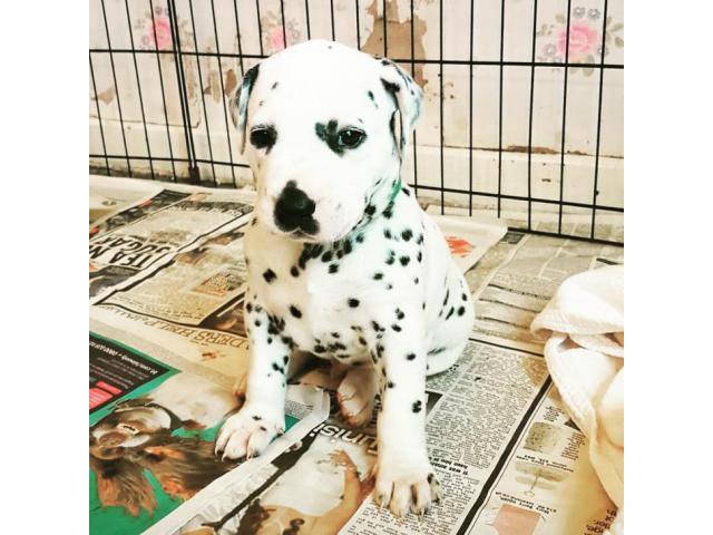 Dalmatian Puppies for Sale in NC in Carrboro, North
