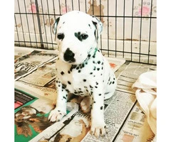 Dalmatian Puppies for Sale in NC - 2
