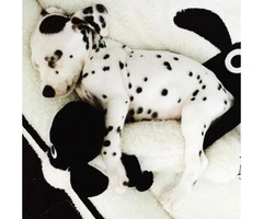 Dalmatian Puppies for Sale in NC - 3