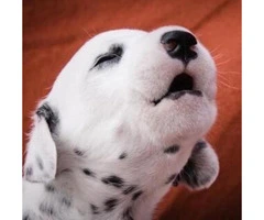 Dalmatian Puppies for Sale in NC - 4