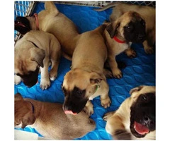 6 Weeks Old English Mastiff Puppies for Sale in Texas