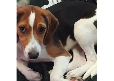 American Foxhound for Sale