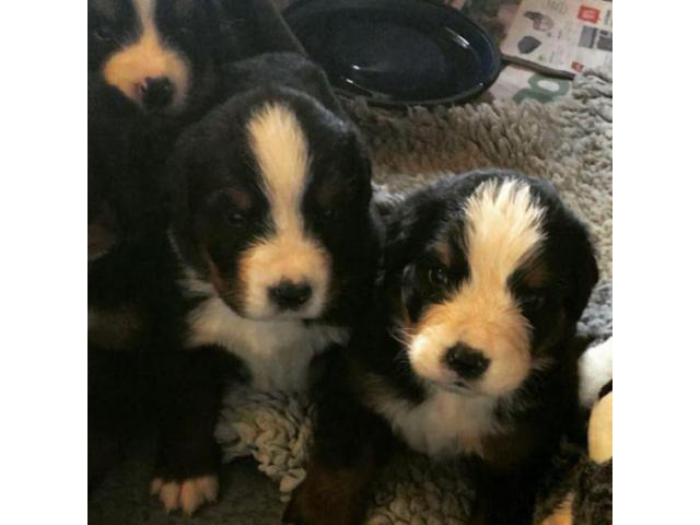 4 weeks old Bernese Mountain Dog Puppies Ohio in