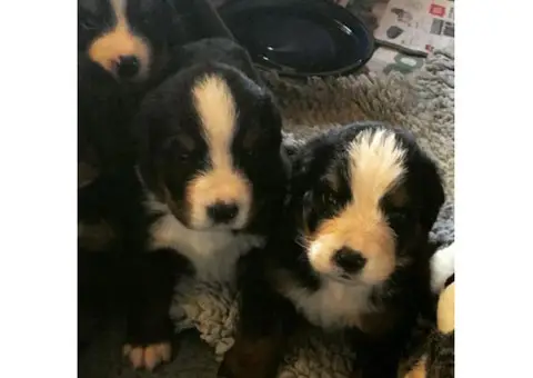 4 weeks old Bernese Mountain Dog Puppies Ohio