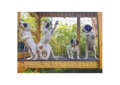 English setter puppies mn