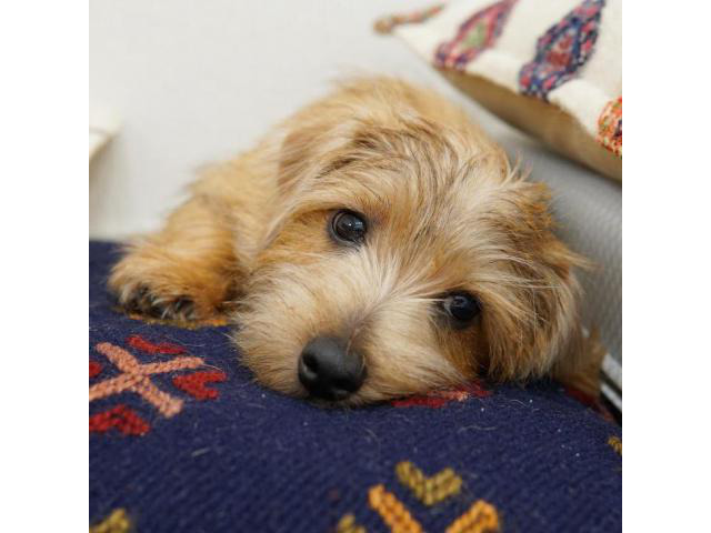 Norfolk Terrier Puppies For Sale Americus Puppies For Sale Near Me