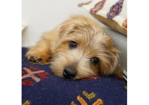 Norfolk Terrier Puppies for Sale