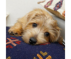 Norfolk Terrier Puppy For Sale By Owner Puppies For Sale Near Me