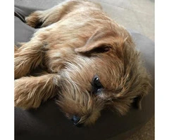 Norfolk Terrier Puppies for Sale