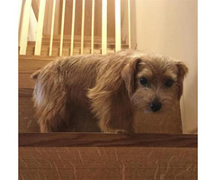 Norfolk Terrier Puppies For Sale In Americus Georgia Puppies For Sale Near Me