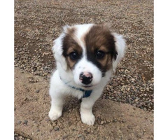 Australian Shepherd Puppies for Sale in PA