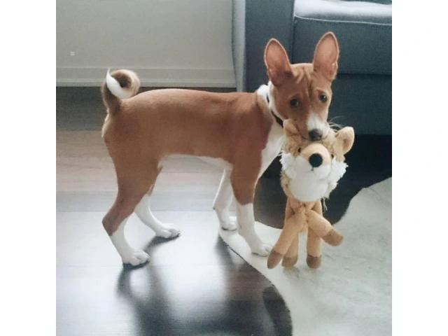 Basenji Puppies for Sale in California - 1/2