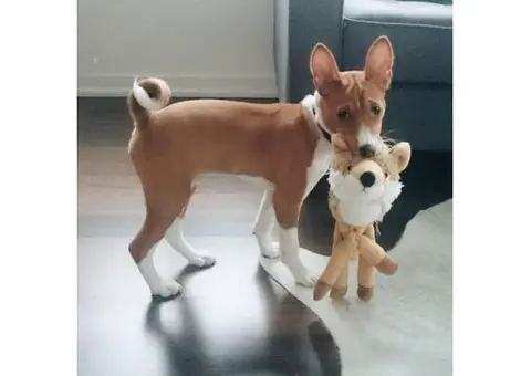 Basenji Puppies for Sale in California