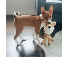Basenji Puppies for Sale in California