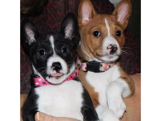 Basenji Puppies for Sale in California - 2/2