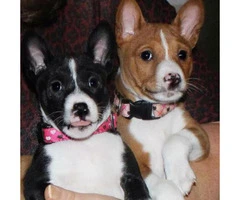 Basenji Puppies for Sale in California - 2