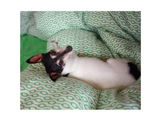 Toy Fox Terrier Puppies for Sale in Texas - 1/3